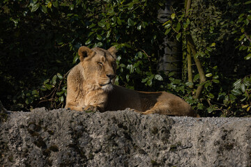 A lioness lies wearily on a rock watching the wilderness for prey. This big cat is really a very majestic animal and really dangerous. The beauty of nature.