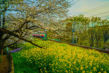 西武多摩川線と菜の花畑
