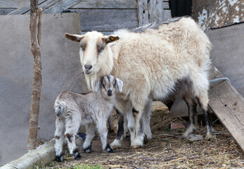 Mother goat with a small baby goat in the background of a barn. Outdoor portrait.