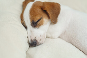 Puppy jack russell resting indoor.