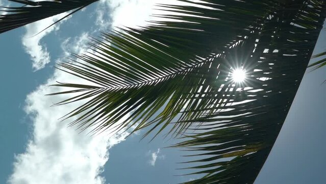 Vertical Video Of Sunbeams Through Palm Leaves - Slow Motion