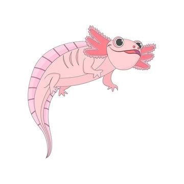 Isolated Pink Salamander Animated Animals Jungle Vector Illustration