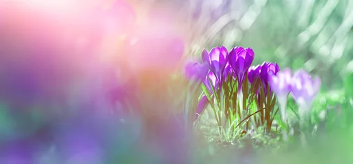 Foto auf Glas fioletowe krokusy w ogrodzie w promieniach słońca baner z krokusami © meegi