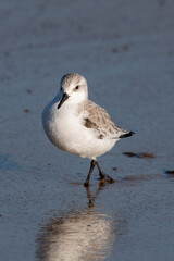 Sanderling foraging for food on Horsey Gap beach in north Norfolk, UK. Photographed in January 2022.