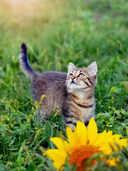 Obraz premium Little cute striped kitten in the garden near the sunflower flower
