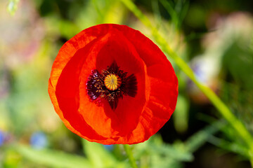 Red poppy flower close up in sunny weather