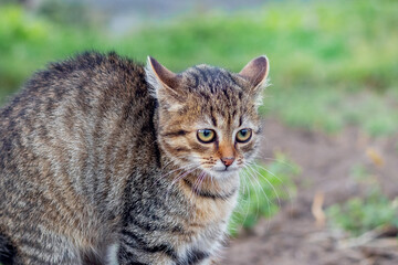 Small striped scared kitten with a curved back close up