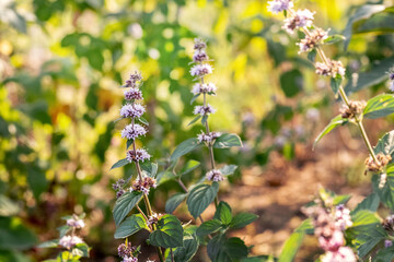 Mint flowering, mint - a medicinal plant. Bee on a mint flower