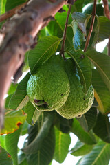 Ripe guava on a tree branch with green leaves