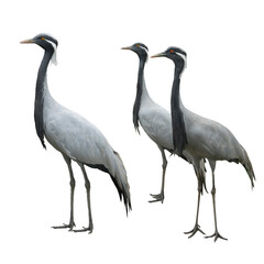 cranes isolated on a white background