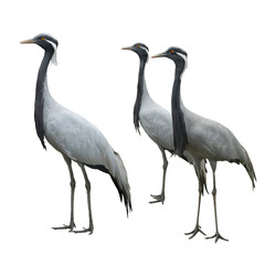 Naklejka premium cranes isolated on a white background