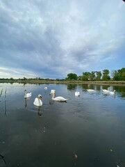 swans on the lake