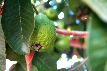 Ripe guava on a tree branch with green leaves