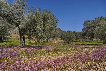 View of a beautiful garden with olive trees and wild flowers growing in Galilee, Israel in spring