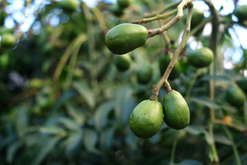 Green baby ambarella on the tree. Young fresh green ambarella fruits on a branch.