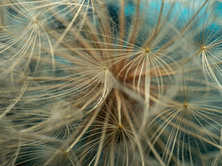 Abstract dandelion flower background. Seed macro closeup. Soft focus . Spring nature