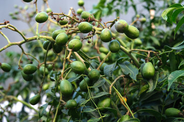 Green baby ambarella on the tree. Young fresh green ambarella fruits on a branch.