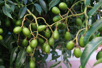 Green baby ambarella on the tree. Young fresh green ambarella fruits on a branch.