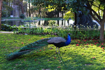 Beautiful peacock at sunset