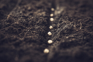 Growing vegetable seeds on seed soil in horticulture garden metaphor, agriculture concept. Sowing seeds in open ground