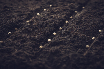 Growing vegetable seeds on seed soil in horticulture garden metaphor, agriculture concept. Sowing seeds in open ground
