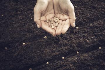 The farmer holds the seeds in his palms against the backdrop of fertile soil. Growing vegetable seeds on seed soil in gardening metaphor, agriculture concept. Sowing seeds in open ground