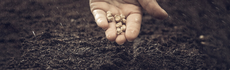 The farmer holds the seeds in his palms against the backdrop of fertile soil. Growing vegetable seeds on seed soil in gardening metaphor, agriculture concept. Sowing seeds in open ground