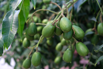 Green baby ambarella on the tree. Young fresh green ambarella fruits on a branch.