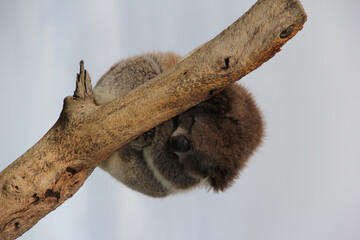 Vertical shot of a small cute koala sleeping on a tree © Larajrnd/Wirestock Creators