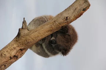 Foto op Plexiglas Vertical shot of a small cute koala sleeping on a tree © Larajrnd/Wirestock Creators