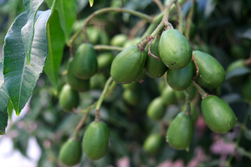 Green baby ambarella on the tree. Young fresh green ambarella fruits on a branch.