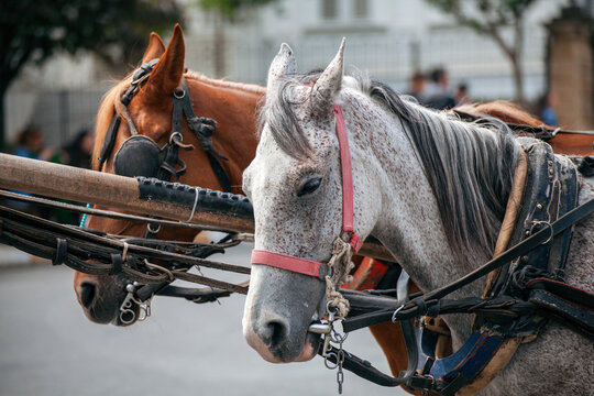 Closeup photo of a coach horses waiting the row in Buyukada I Prince Island. The use of phaetons was terminated due to the neglect of animal rights.