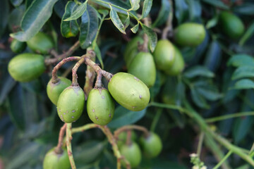 Green baby ambarella on the tree. Young fresh green ambarella fruits on a branch.