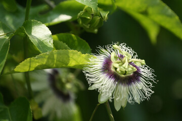 Selective focus of a Passiflora edulis