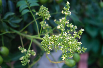 Flower of the ambarella fruit tree. golden apple, 