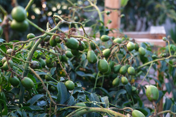 Green baby ambarella on the tree. Young fresh green ambarella fruits on a branch.