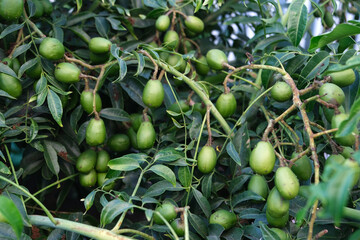 Green baby ambarella on the tree. Young fresh green ambarella fruits on a branch.