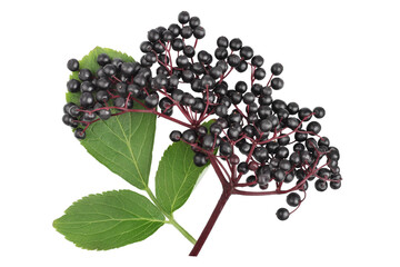 Elderberry berries on a branch, isolated on a white background, top view..