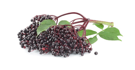 Elderberry berries with leaves isolated on a white background.