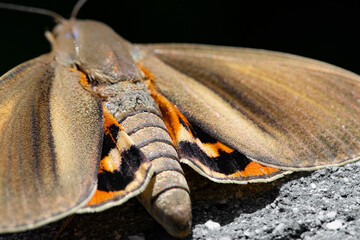 close up of a moth