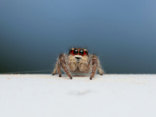 Ragno saltatore - Salticidae

