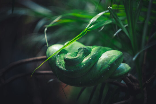Close-up shot of a Green tree python on a tree