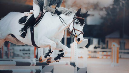 A beautiful fast racehorse with a rider in the saddle jumps over a barrier at a show jumping...