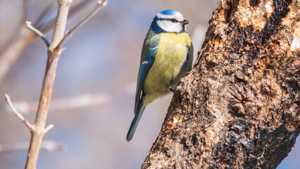 Cute bird, Eurasian blue tit, songbird sitting on a branch without leaves in early spring