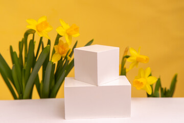 Podium for product photo background with jonquil. geometric objects and flowers.