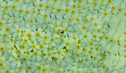 a beautiful background of yellow spring flowers