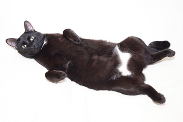 The black cat is lying with its paws up, its belly is open. Isolated on a white background.