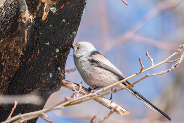 European long-tailed tit, latin name Aegithalos caudatus. A bird sitting on a branch in a deciduous forest.