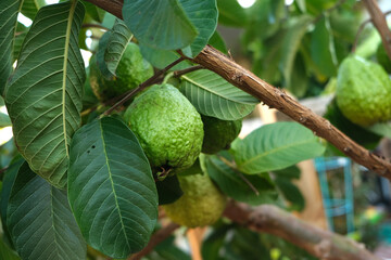 Ripe guava on the tree branch with green leaves