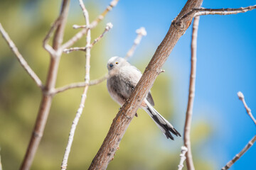 European long-tailed tit, latin name Aegithalos caudatus. A bird sitting on a branch in a deciduous forest.